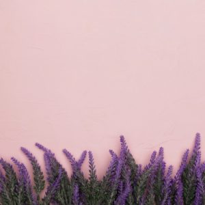 flores de lavanda