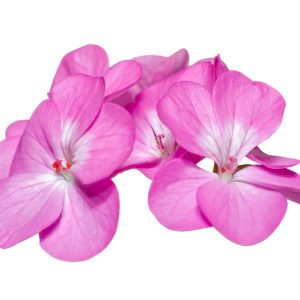 Geranium flower or Pelargonium hortorum close-up beautiful group pink floral on isolated, blossom on white background