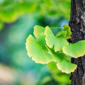 folhas-de-ginkgo-biloba